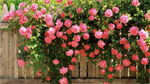 Fond d'écran gratuit de Fleurs - Roses numéro 61146